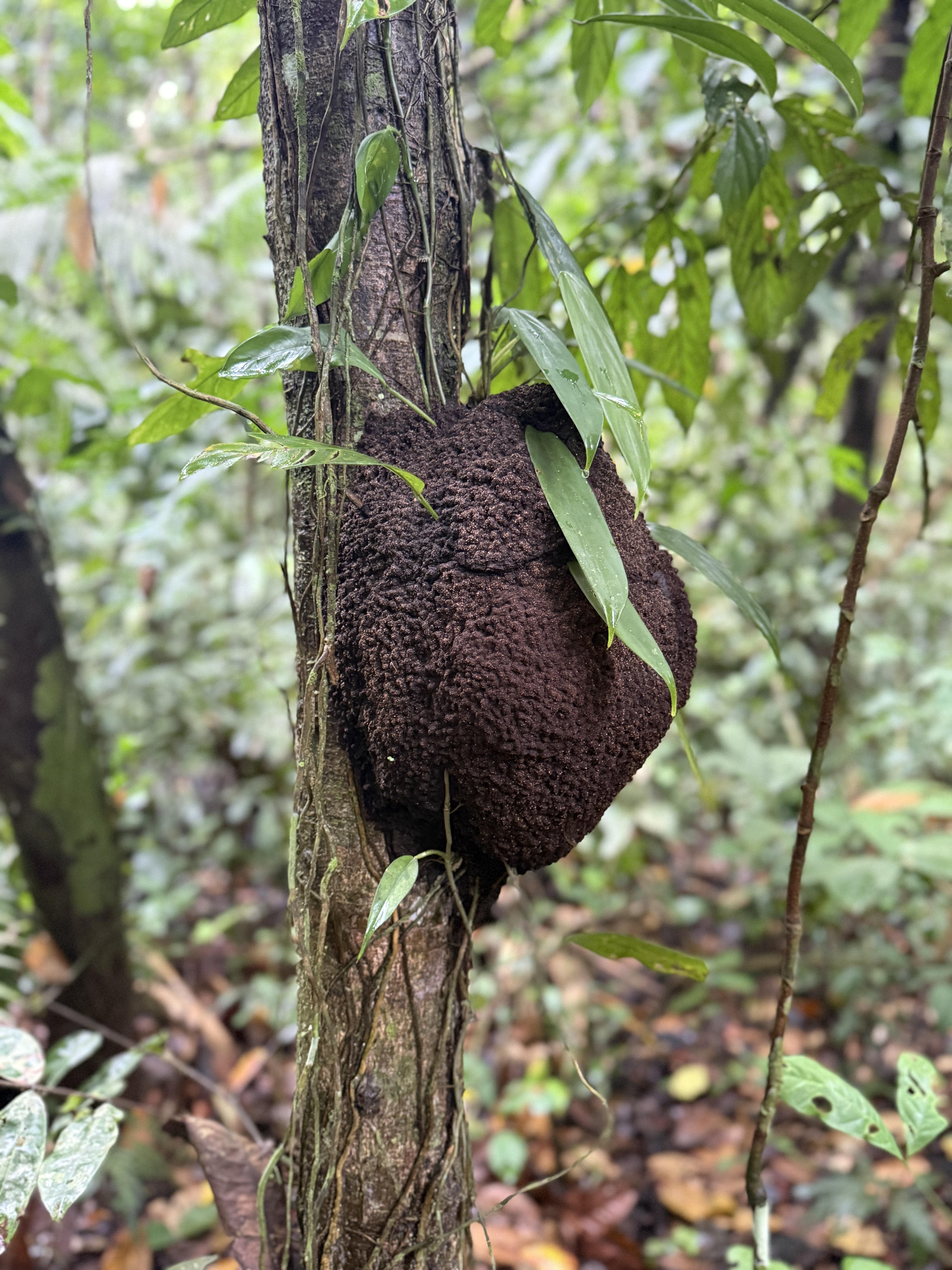 termite nest on tree